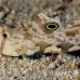 goby_spot_twin_res_kb_h_0332_png1003.jpg